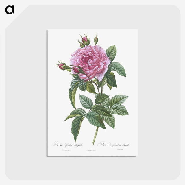 2-57_Pierre-Joseph-Redoute_postcard