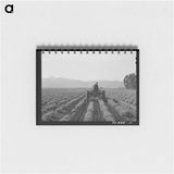 アートメモ帳-Tomato Picker
 - ラッセル リー Memo.