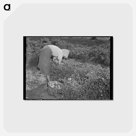 アートポストカード-Tomato Picker
 - ラッセル リー Postcard.