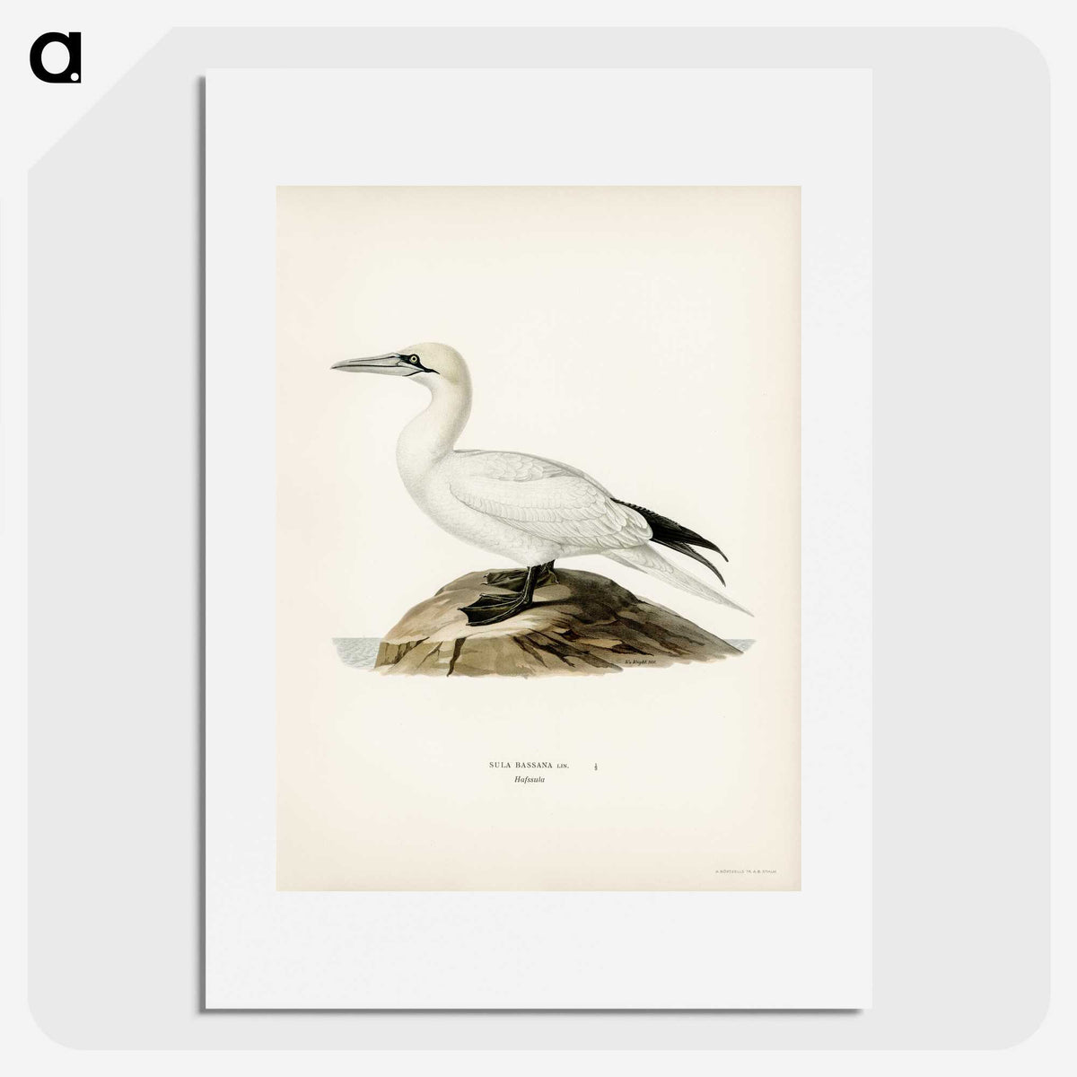 2-57_Svenska-Faglar_picture