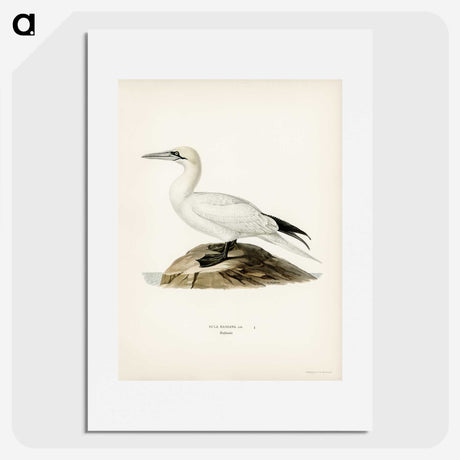 2-57_Svenska-Faglar_picture