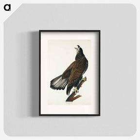 アートポスター-White-headed Eagle from Birds of America
 - アメリカの鳥たち Poster.