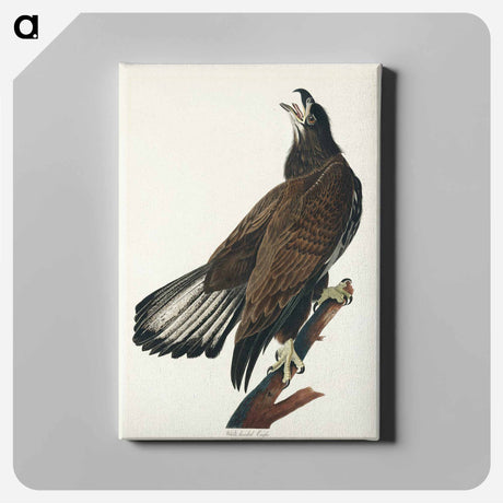 アートパネル-White-headed Eagle from Birds of America
 - アメリカの鳥たち Canvas.