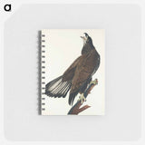 アートメモ帳-White-headed Eagle from Birds of America
 - アメリカの鳥たち Memo.