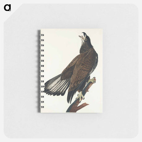 アートメモ帳-White-headed Eagle from Birds of America
 - アメリカの鳥たち Memo.