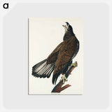 アートポストカード-White-headed Eagle from Birds of America
 - アメリカの鳥たち Postcard.