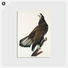 アートポストカード-White-headed Eagle from Birds of America
 - アメリカの鳥たち Postcard.