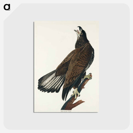 アートポストカード-White-headed Eagle from Birds of America
 - アメリカの鳥たち Postcard.