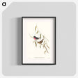 アートポスター-Pink-breasted Wood-robin
 - オーストラリアの鳥 Poster.