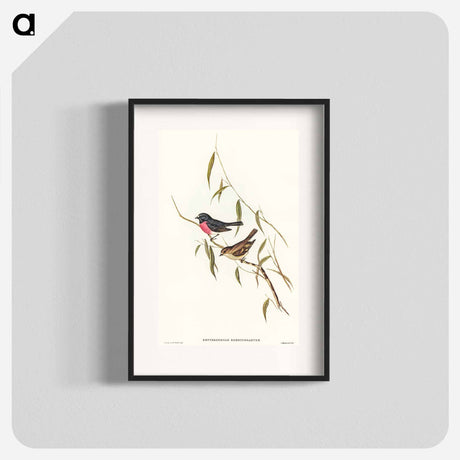 アートポスター-Pink-breasted Wood-robin
 - オーストラリアの鳥 Poster.