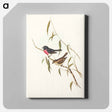 アートパネル-Pink-breasted Wood-robin
 - オーストラリアの鳥 Canvas.