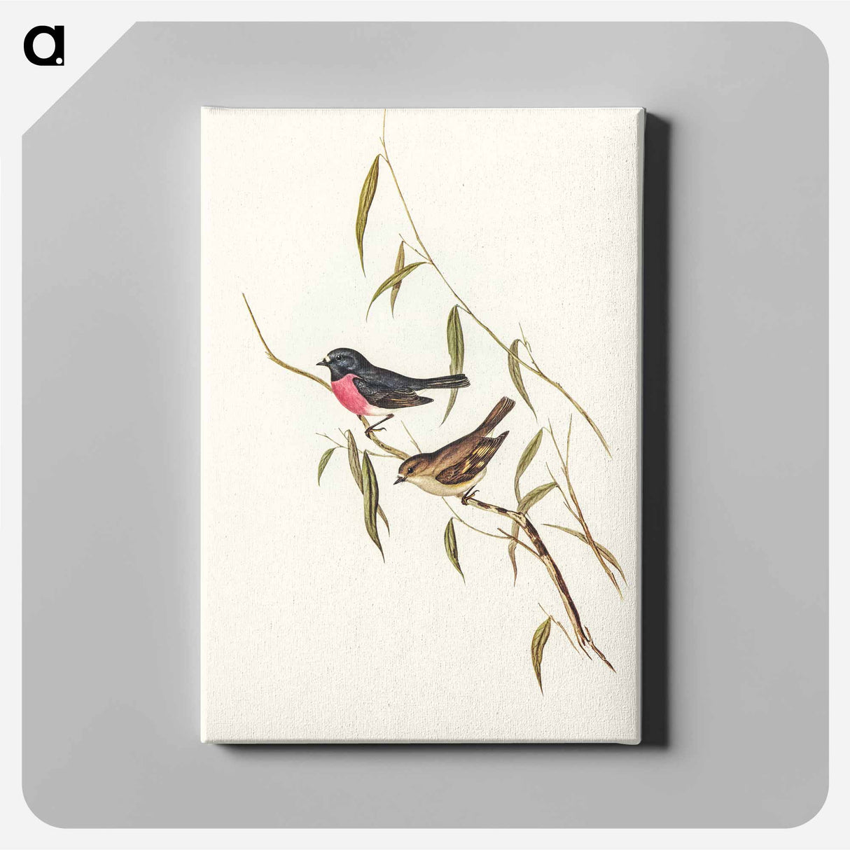 アートパネル-Pink-breasted Wood-robin
 - オーストラリアの鳥 Canvas.