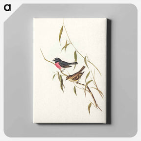 アートパネル-Pink-breasted Wood-robin
 - オーストラリアの鳥 Canvas.