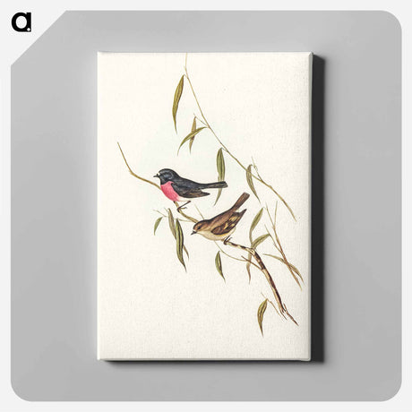 アートパネル-Pink-breasted Wood-robin
 - オーストラリアの鳥 Canvas.
