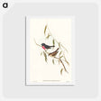 アートポストカード-Pink-breasted Wood-robin
 - オーストラリアの鳥 Postcard.