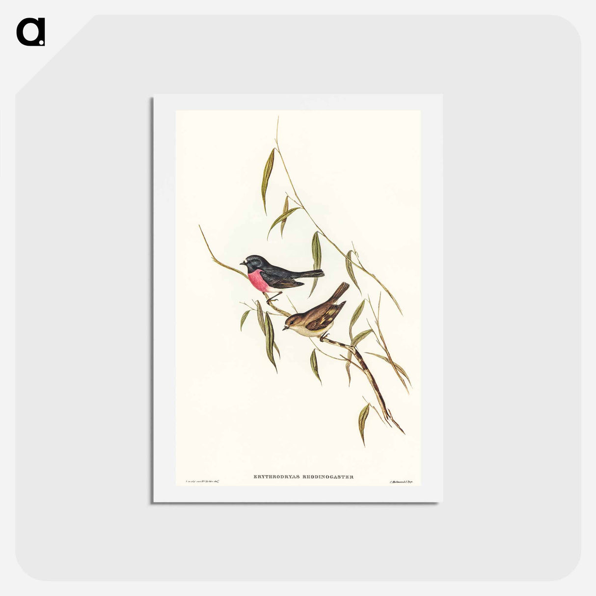 アートポストカード-Pink-breasted Wood-robin
 - オーストラリアの鳥 Postcard.