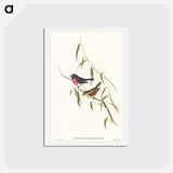 アートポストカード-Pink-breasted Wood-robin
 - オーストラリアの鳥 Postcard.
