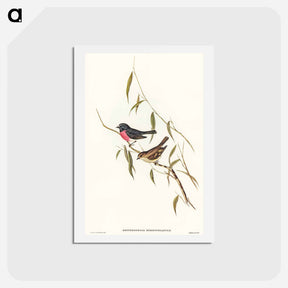 アートポストカード-Pink-breasted Wood-robin
 - オーストラリアの鳥 Postcard.