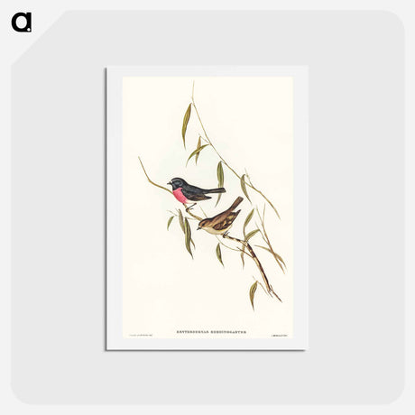 アートポストカード-Pink-breasted Wood-robin
 - オーストラリアの鳥 Postcard.