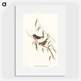 アートポスター-Pink-breasted Wood-robin
 - オーストラリアの鳥 Poster.