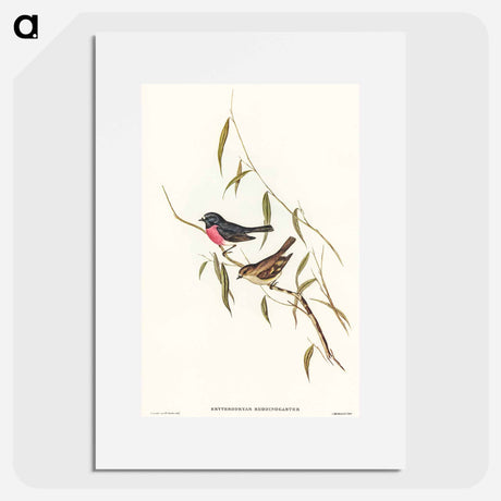 アートポスター-Pink-breasted Wood-robin
 - オーストラリアの鳥 Poster.