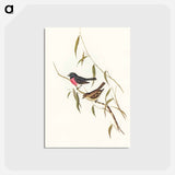 アートポストカード-Pink-breasted Wood-robin
 - オーストラリアの鳥 Postcard.