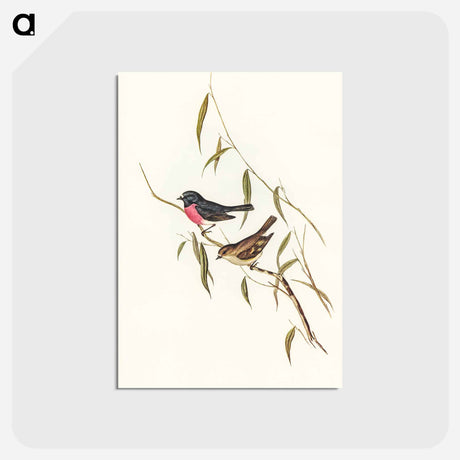 アートポストカード-Pink-breasted Wood-robin
 - オーストラリアの鳥 Postcard.