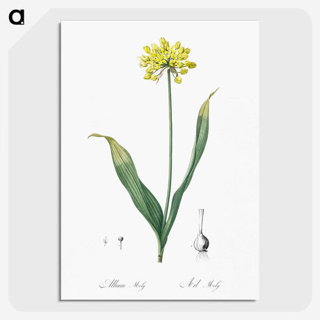 2-57_The-Lilies_picture-crop