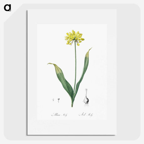 2-57_The-Lilies_picture
