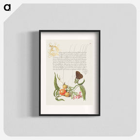 アートポスター-Ringlet, False Jerusalem Cherry, and Milkwort from Mira Calligraphiae Monumenta
 - 書道のお手本 Poster.