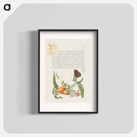 アートポスター-Ringlet, False Jerusalem Cherry, and Milkwort from Mira Calligraphiae Monumenta
 - 書道のお手本 Poster.