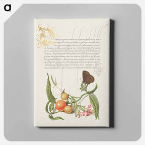 アートパネル-Ringlet, False Jerusalem Cherry, and Milkwort from Mira Calligraphiae Monumenta
 - 書道のお手本 Canvas.