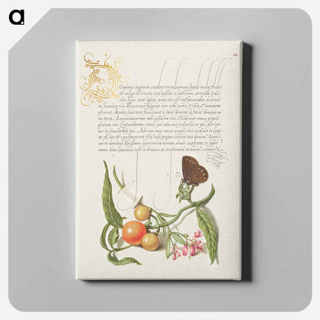 アートパネル-Ringlet, False Jerusalem Cherry, and Milkwort from Mira Calligraphiae Monumenta
 - 書道のお手本 Canvas.