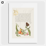 アートポスター-Ringlet, False Jerusalem Cherry, and Milkwort from Mira Calligraphiae Monumenta
 - 書道のお手本 Poster.