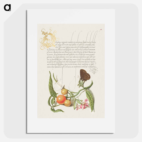 アートポスター-Ringlet, False Jerusalem Cherry, and Milkwort from Mira Calligraphiae Monumenta
 - 書道のお手本 Poster.
