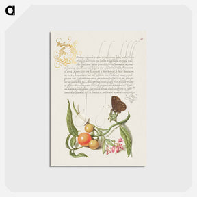 アートポストカード-Ringlet, False Jerusalem Cherry, and Milkwort from Mira Calligraphiae Monumenta
 - 書道のお手本 Postcard.