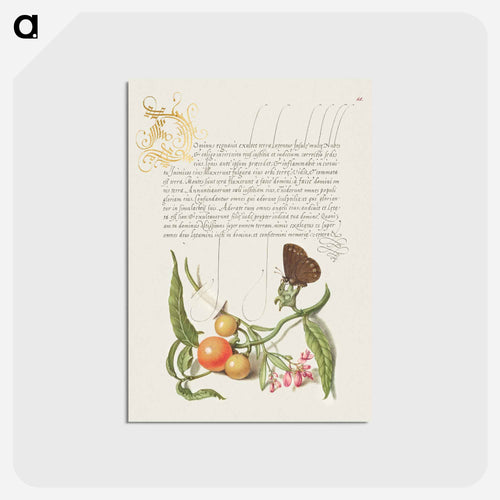 Ringlet, False Jerusalem Cherry, and Milkwort from Mira Calligraphiae Monumenta
 - 書道のお手本 Postcard.