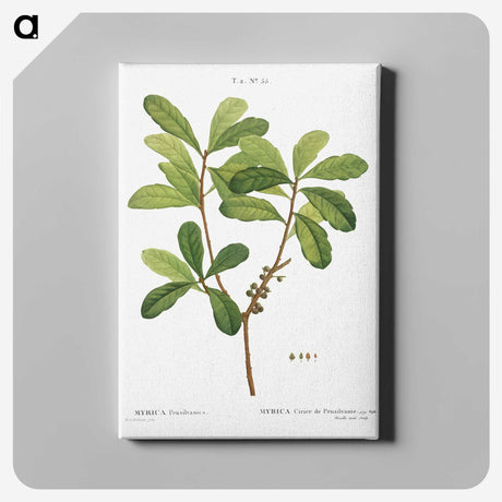 2-57_Treatise-on-Trees-and-Shrubs_canvas