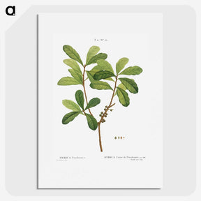 2-57_Treatise-on-Trees-and-Shrubs_picture