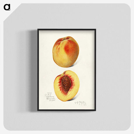 2-57_USDA-Watercolor-Fruit-Painting-Collection_blk-crop