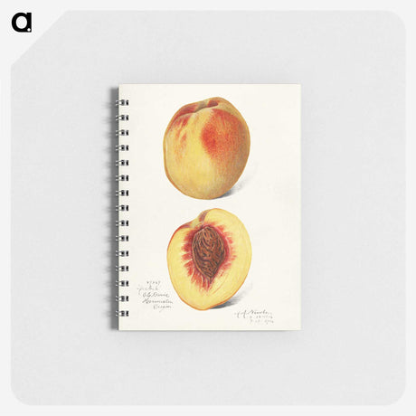 2-57_USDA-Watercolor-Fruit-Painting-Collection_memo