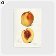 2-57_USDA-Watercolor-Fruit-Painting-Collection_postcard