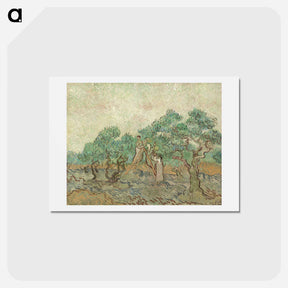 アートポストカード-The Olive Orchard - フィンセント ファン ゴッホ Postcard.