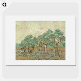 The Olive Orchard - Vincent van Gogh Poster.