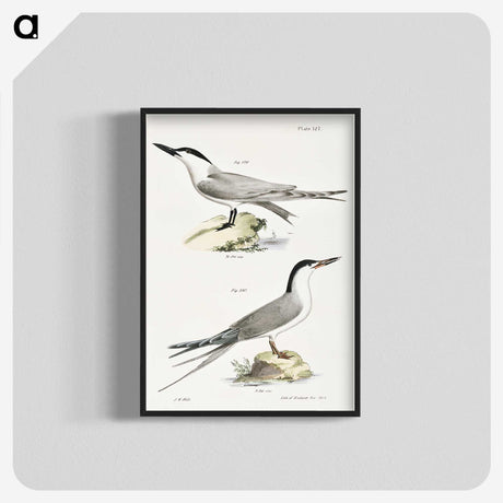 2-57_Zoology-of-New-York_blk-crop