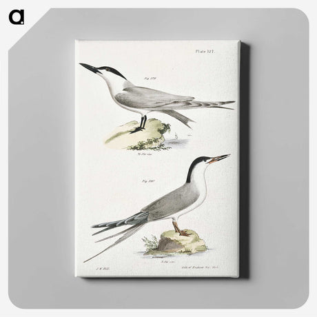 2-57_Zoology-of-New-York_canvas