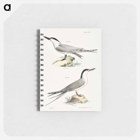 アートメモ帳-Marsh Tern (Sterna anglica) 280. Roseate Tern (Sterna dougalli) illustration from Zoology of New York by - ニューヨークの動物学 Memo.