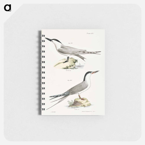 Marsh Tern (Sterna anglica) 280. Roseate Tern (Sterna dougalli) illustration from Zoology of New York by - ニューヨークの動物学 Memo.