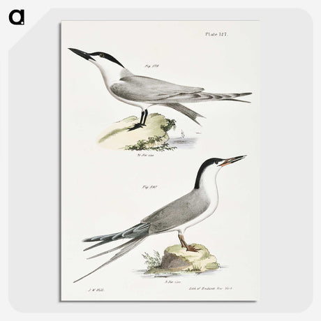 2-57_Zoology-of-New-York_picture-crop