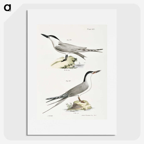 2-57_Zoology-of-New-York_picture